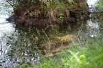 Brazilian waterweed